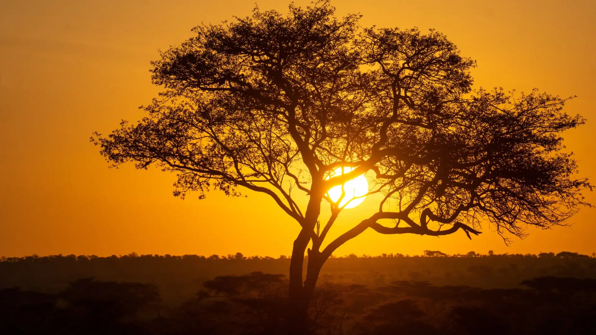 Silueta de una acacia al atardecer en la sabana de Tanzania